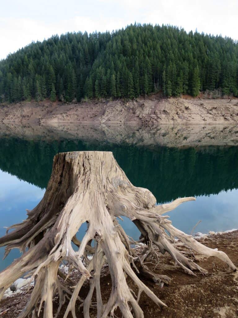 Stump out of water illustrates low water conditions at Detroit Lake, Oregon. 