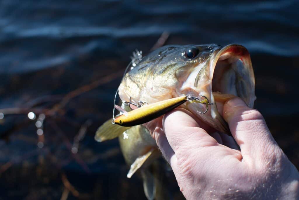 A closeup of a largemouth bass with a rapala lure hanging from its lip.