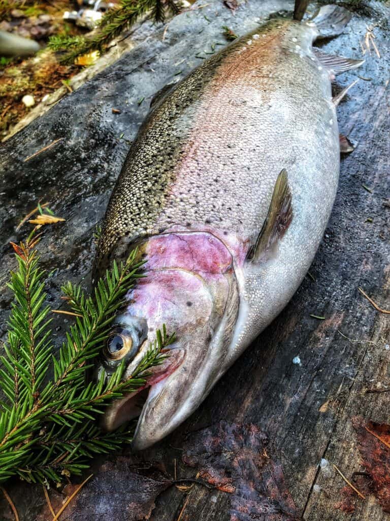 A good sized rainbow trout laid on the ground.