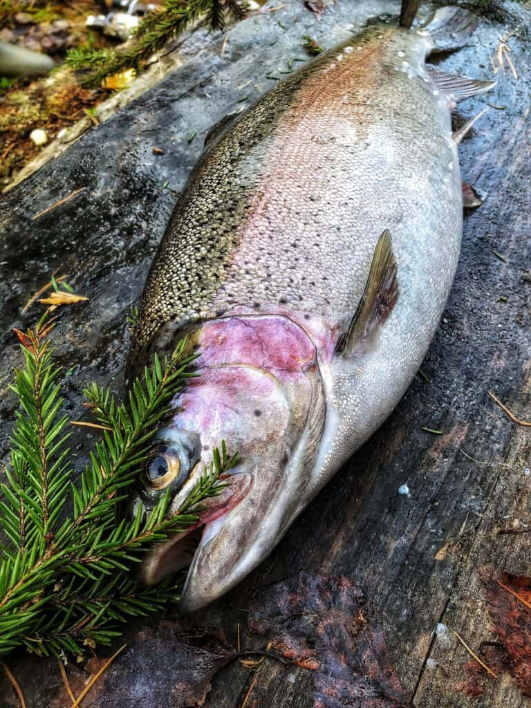 A closeup of a good sized rainbow trout for illustration purposes.