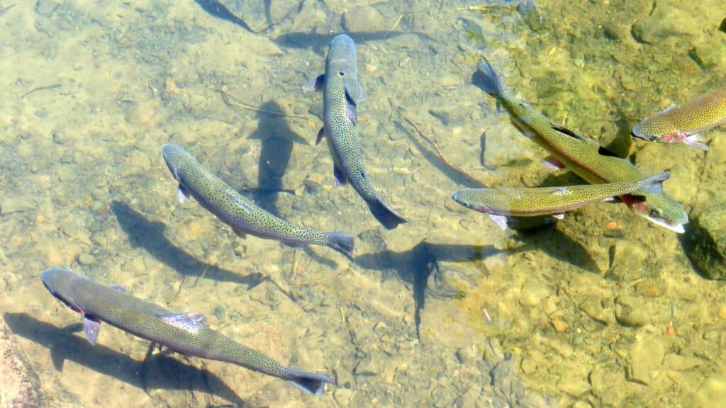 A group of recently stocked rainbow trout swim close together.
