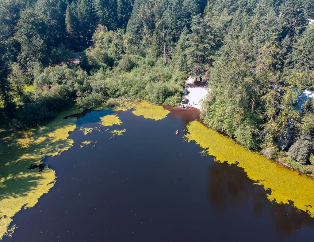 An aerial photo of Bonney Lake with forest in the background.