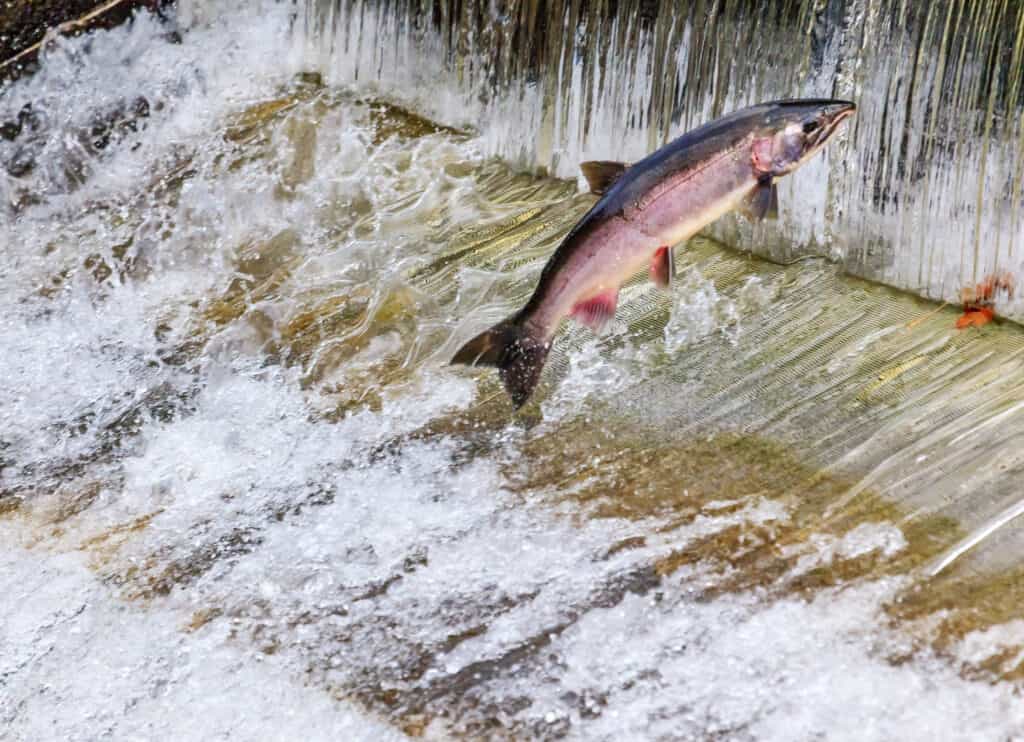 A coho salmon jumping a fish ladder on Issaquah Creek.