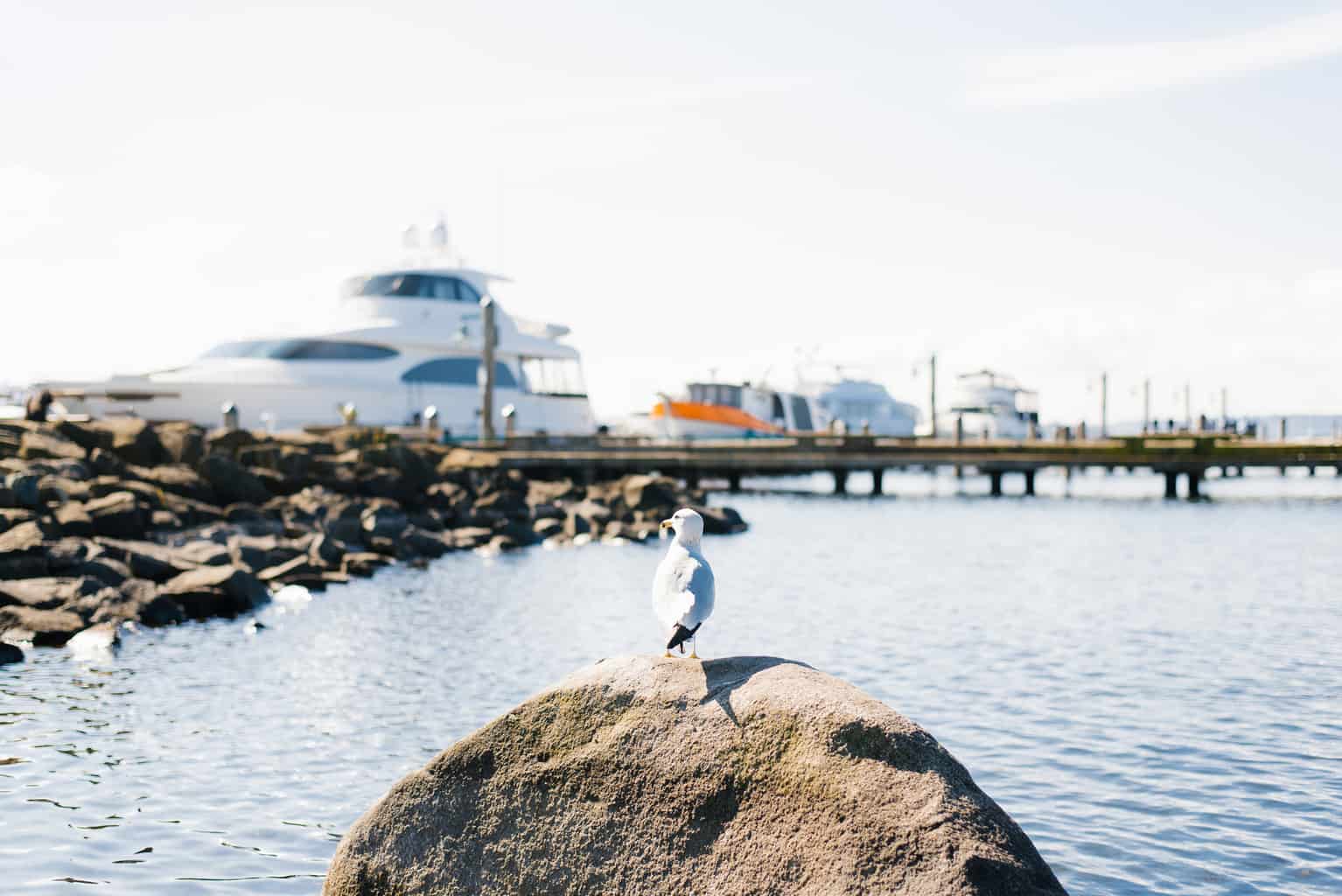 A seagull on a rock in front of large boats on lake washington.