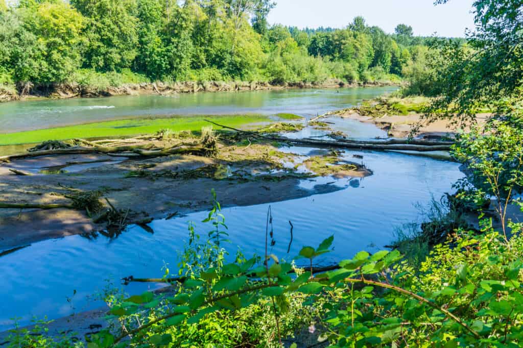 Nisqually River flowing peacefully through deciduous forest.