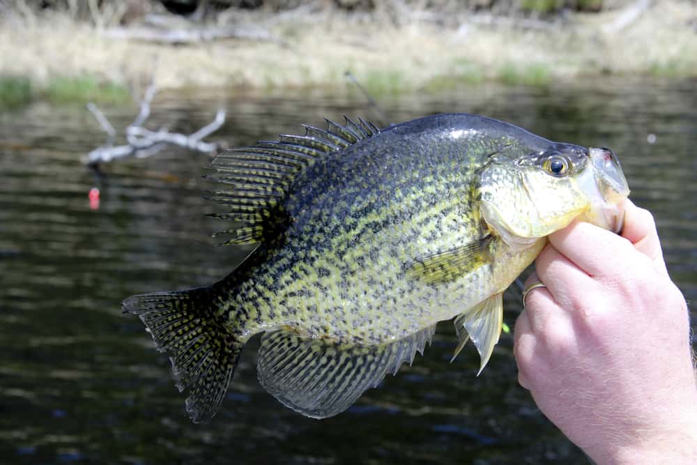 A crappie caught with a bobber in the background.