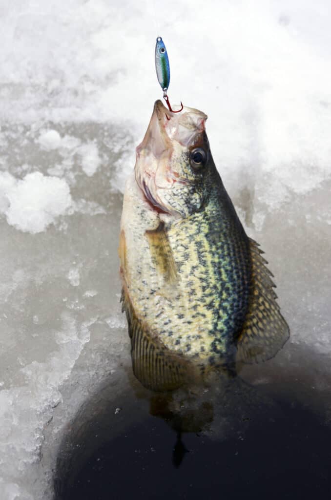 A crappie being pulled up through the ice with a jigging spoon in its mouth.