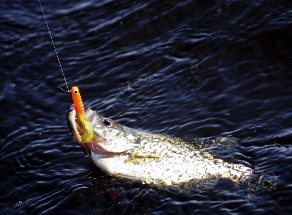 Crappie Fishing: Simple How-To Techniques and Tips - Best Fishing in America