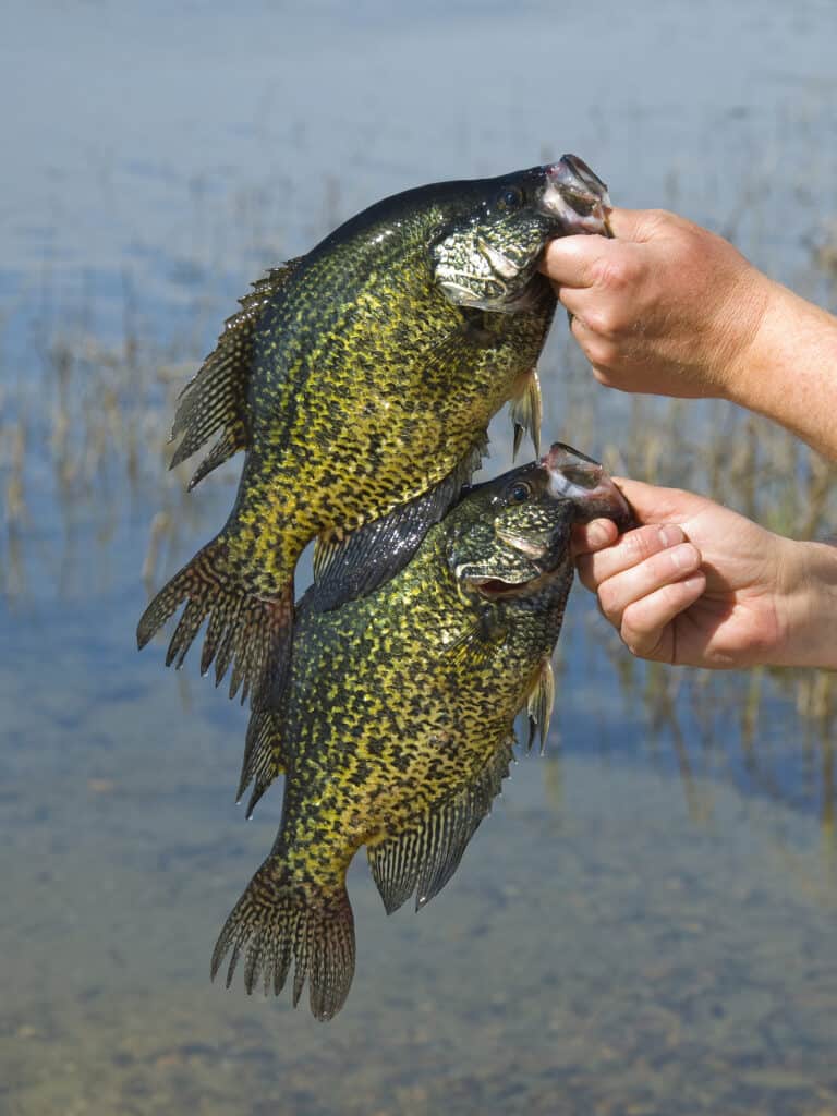 A closeup of two black crappie being held up.