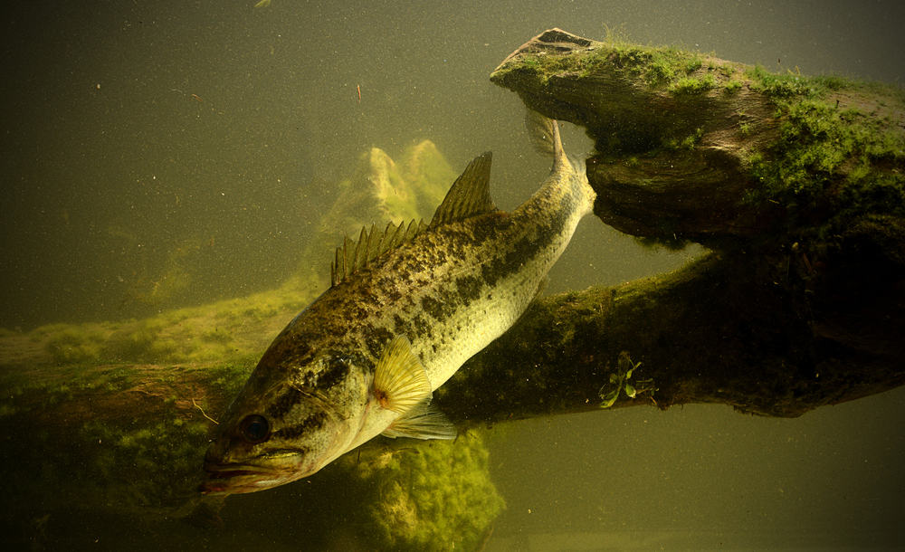A largemouth bass hiding near sunken log underwater.