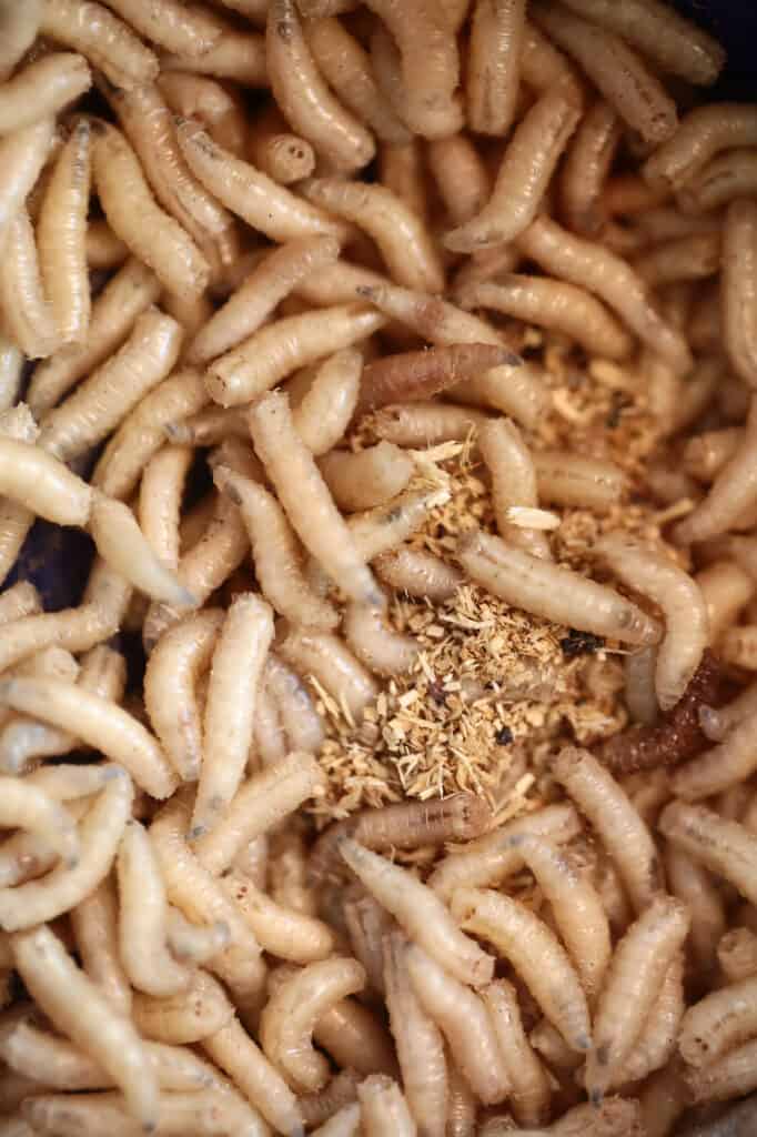 A closeup of lots of maggots for fishing bait.