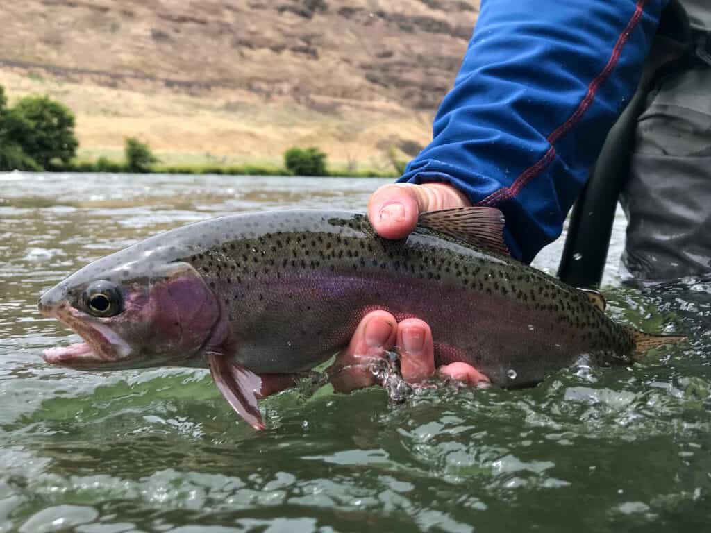 A beautiful deschutes river wild rainbow trout, also known as a redside being held just slightly above water.