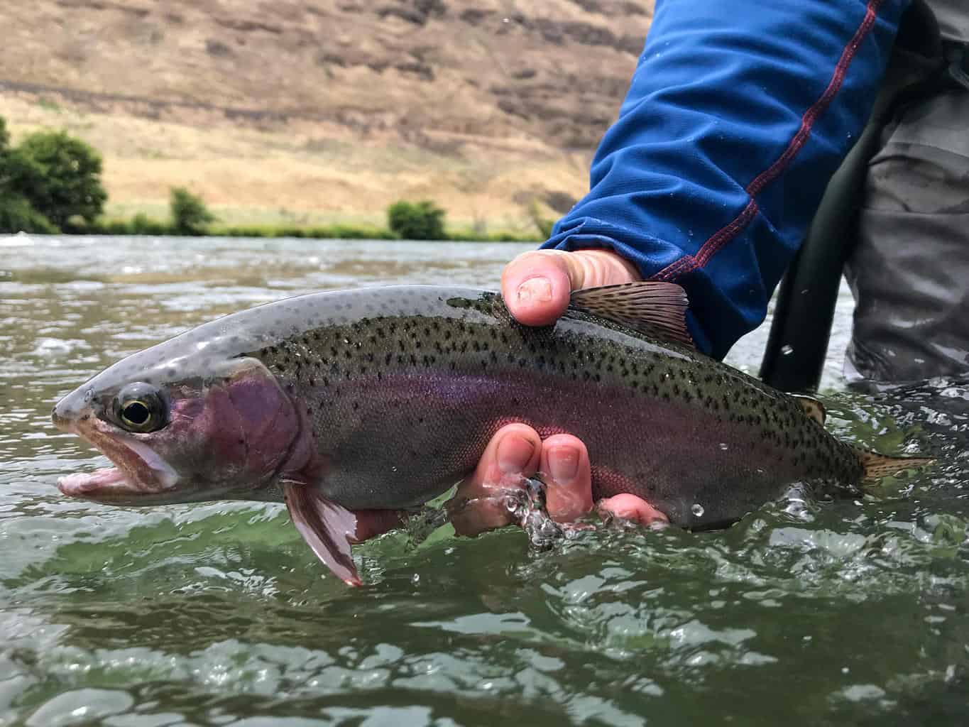 Deschutes River Fishing Best Fishing in America