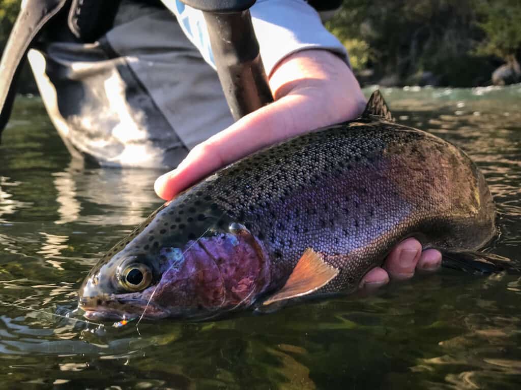 An angler holding a deep red native rainbow trout slightly above water on the deschutes river.