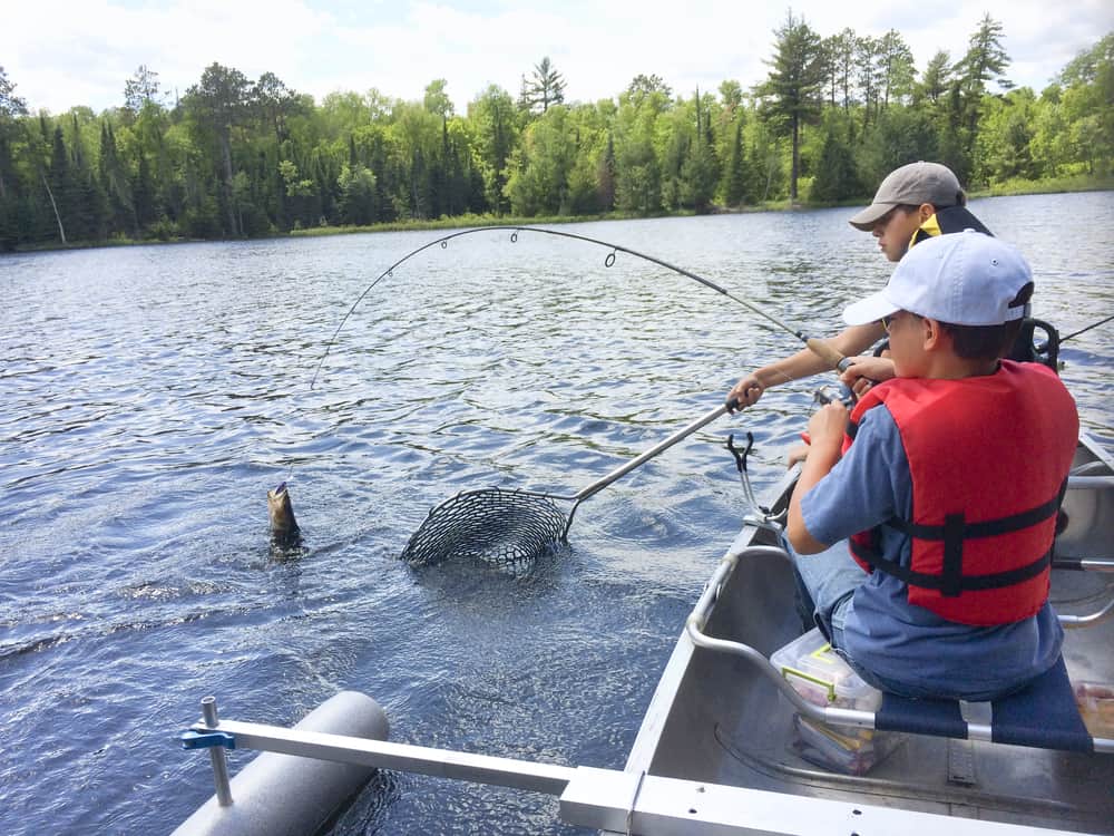 Two boys in a canoe land a walleye.