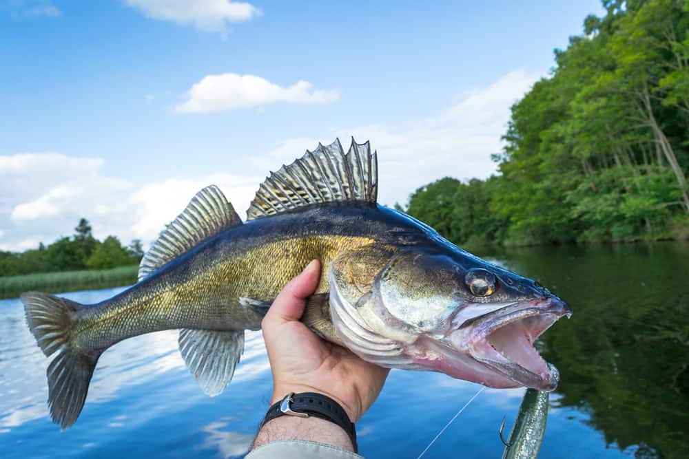 Angler's hand holds freshly caught walleye.