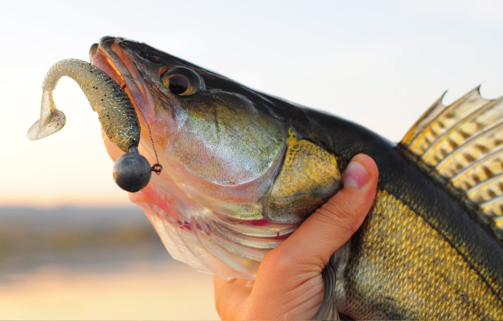 A walleye with a soft plastic jig in its mouth.