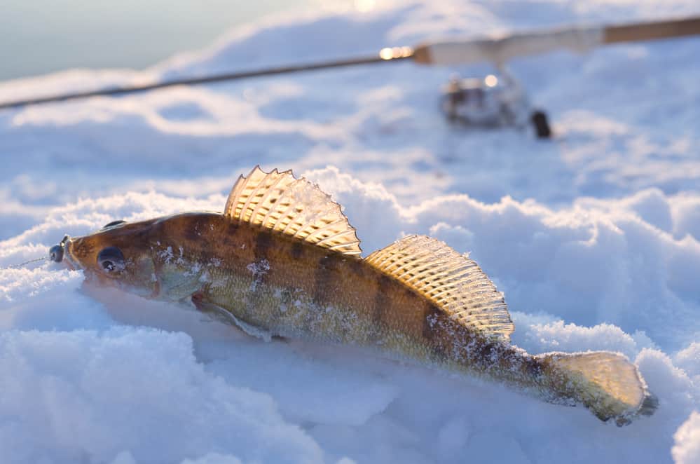 A walleye on snow near a fishing pole.