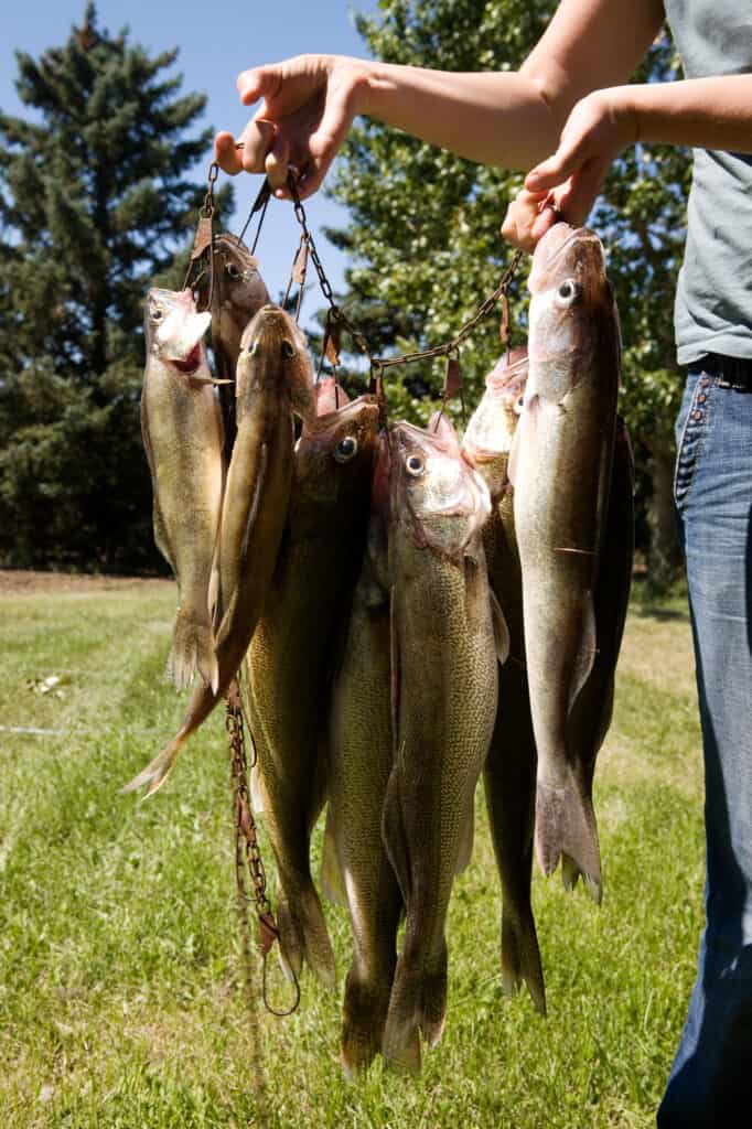 An angler's hands holding a stringer full of walleyes.