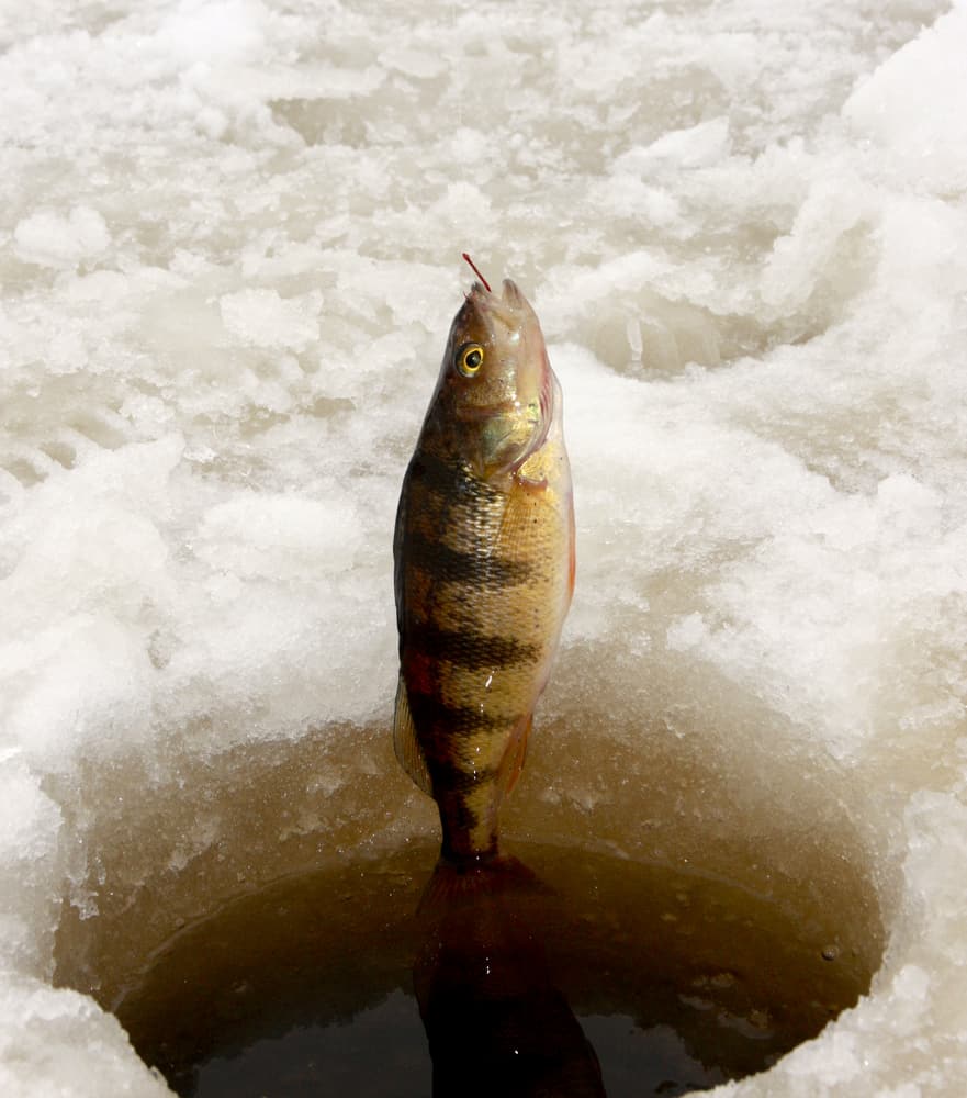A yellow perch being pulled from a hole while ice fishing.