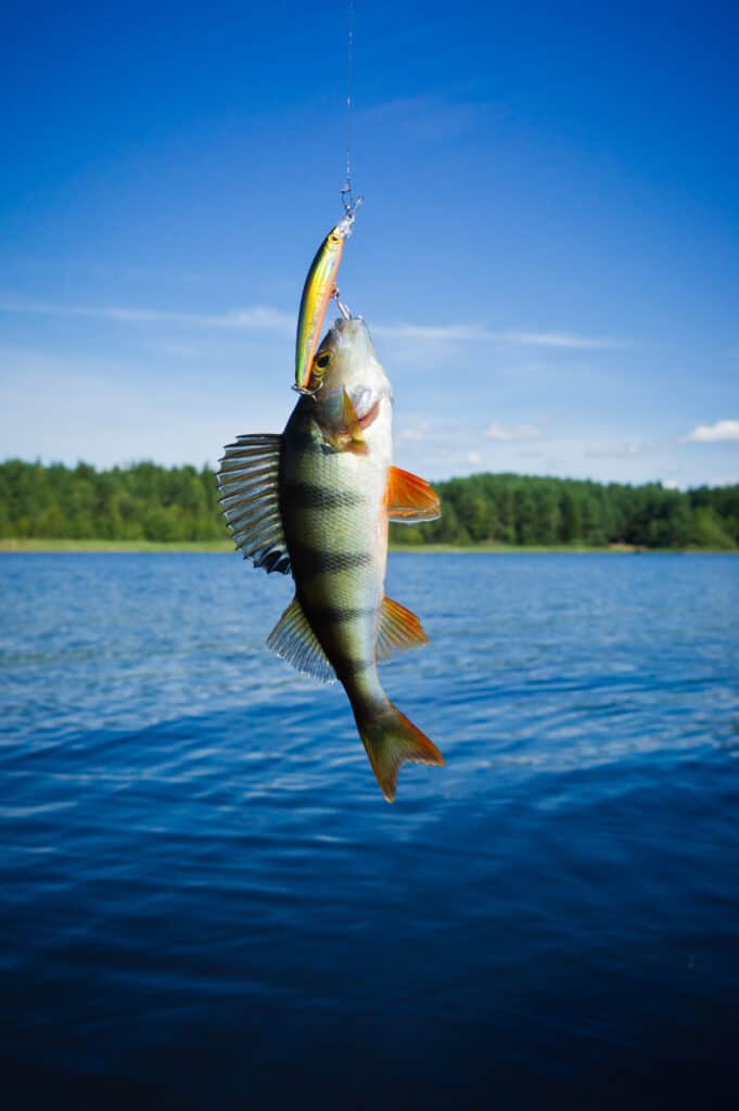 A perch caught on a crankbait.