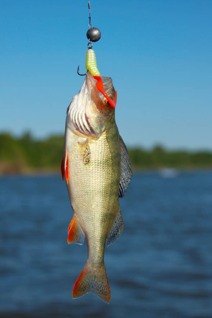 Yellow perch caught on a twisty-tailed plastic jig