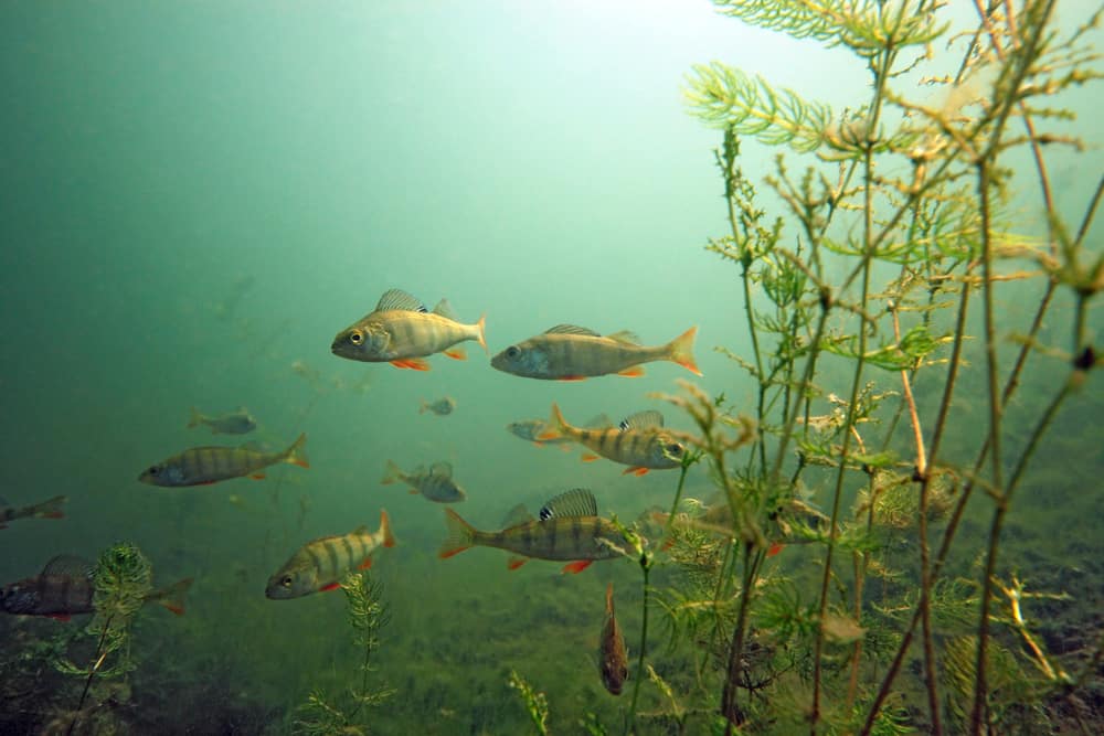 A yellow perch schooling near underwater plants.