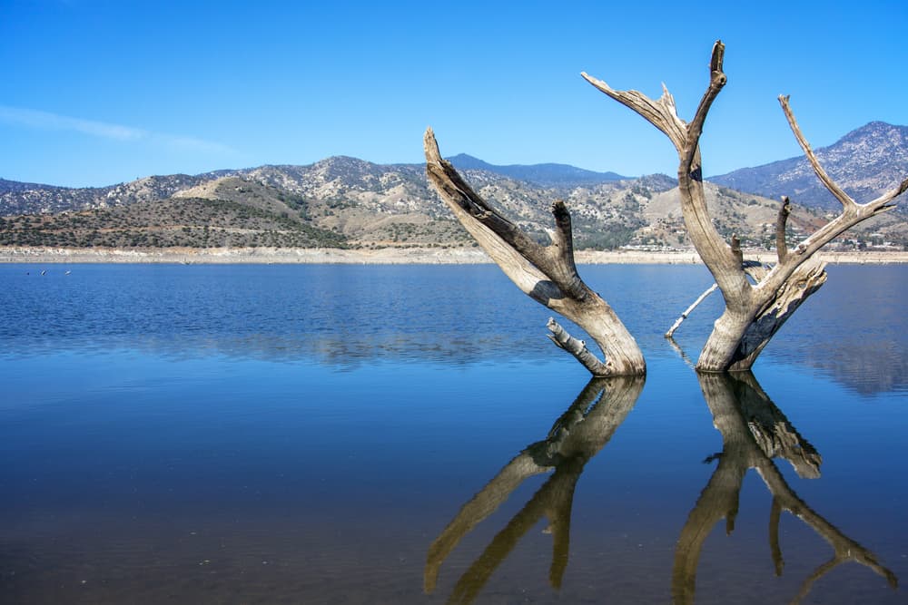 Dead trees stick out of Lake Isabella, one of Southern California's best bass fishing lakes.