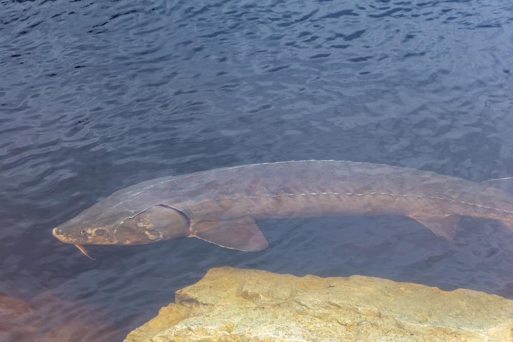 Large sturgeon during spawning run in Wolf River Wisconsin