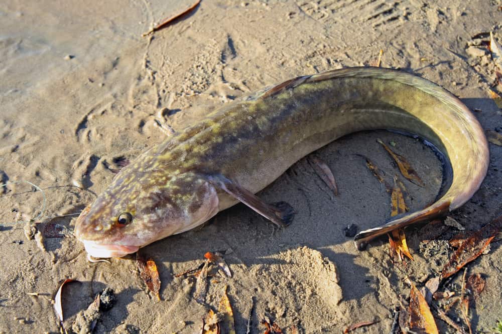 A freshly caught burbot on the sand on a lakeshore.