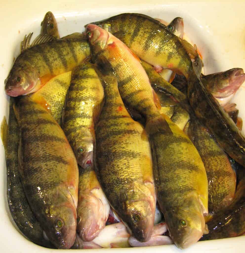 A sink full of about 50 yellow perch ready for cleaning after being caught in Moses Lake, Washington.