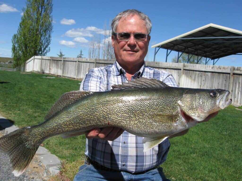 Angler Marc Leman holds a large walleye he caught while fishing at Potholes Reservoir in Washington.