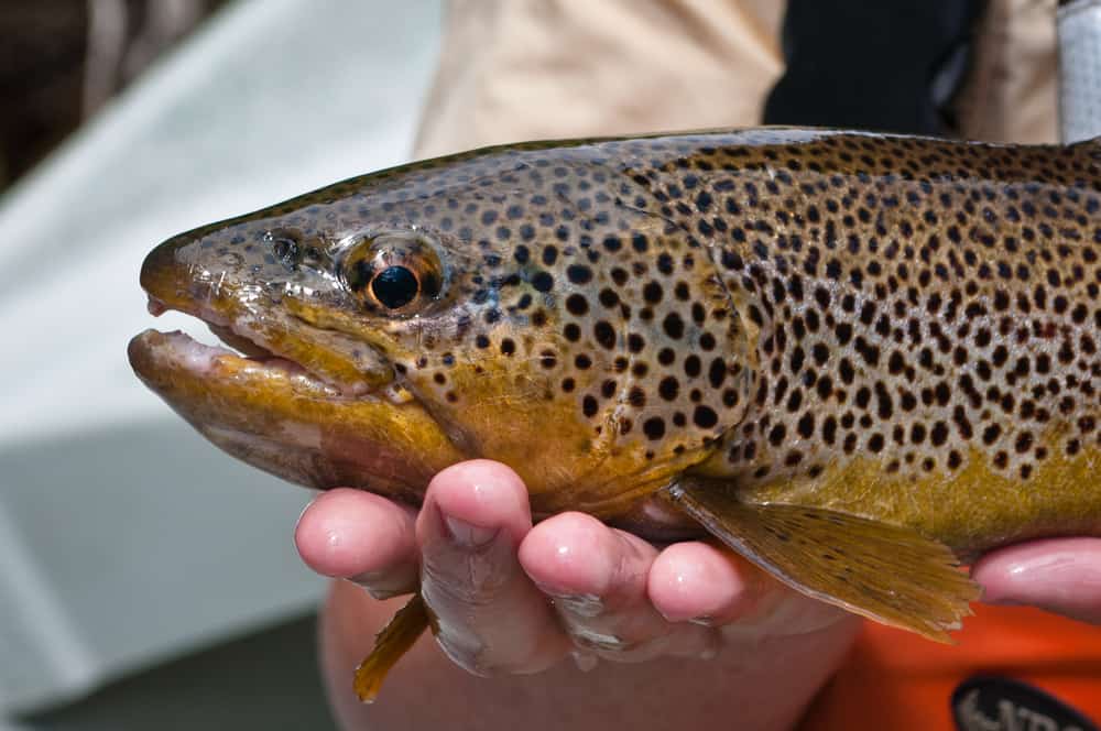 Closeup photograph of a recently caught brown trout, ready for release.