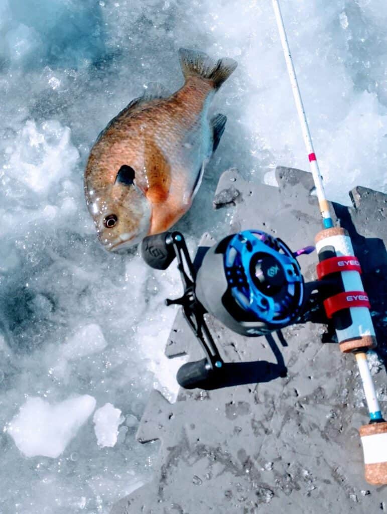 A sunfish caught while ice fishing with a rod made with a Wonder Bread design by Sake Fishing.