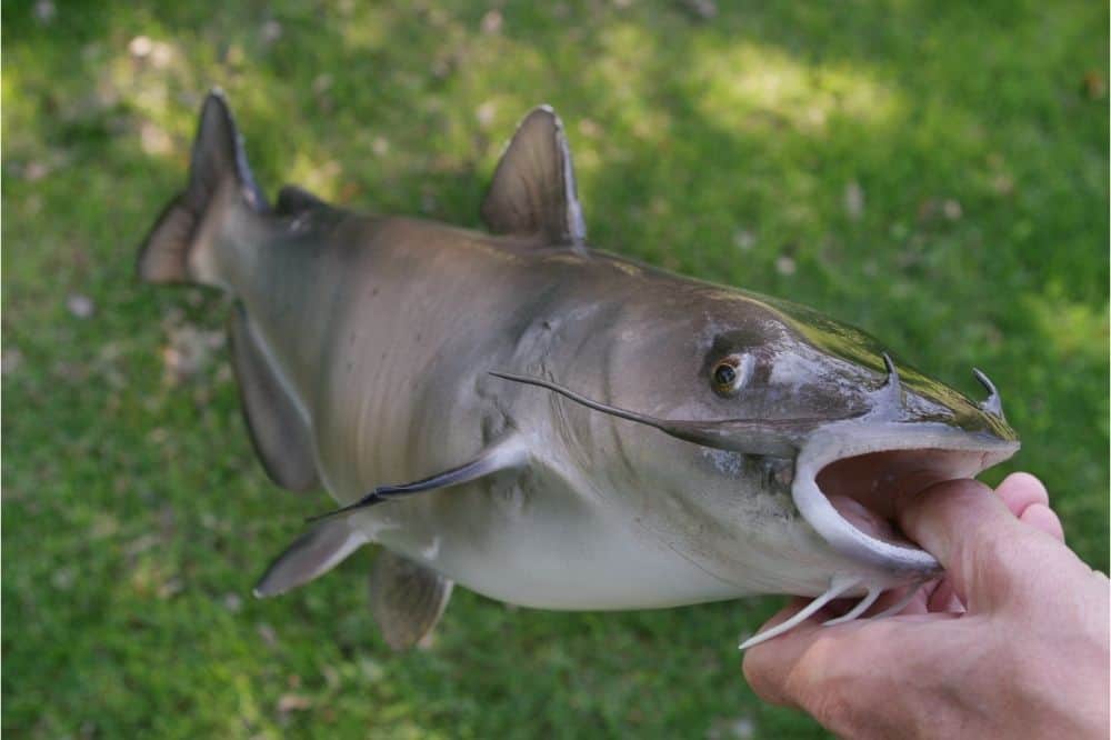 Closeup of a channel catfish in an angler's hand.