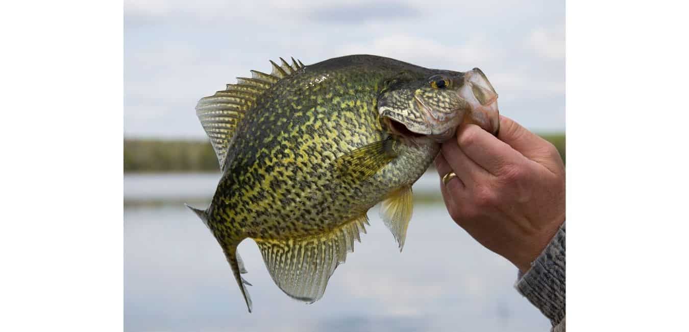 Closeup photo of a crappie in an angler's hand.