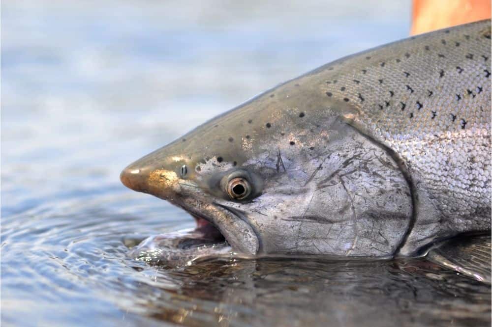 An angler holds a freshly caught Chinook salmon just out of the river water.