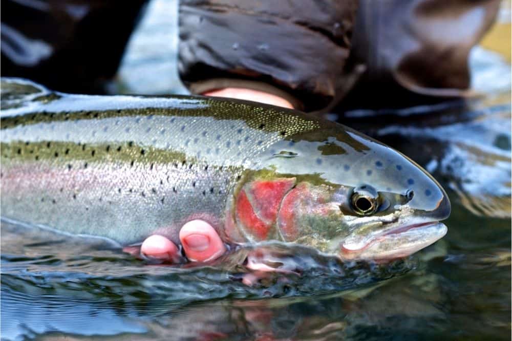 An angler holds a steelhead in the water