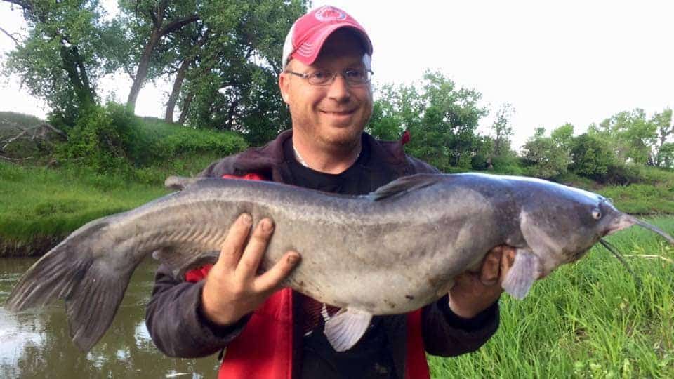 Man holding large channel catfish caught on the Milk River near Glasgow, Montana.