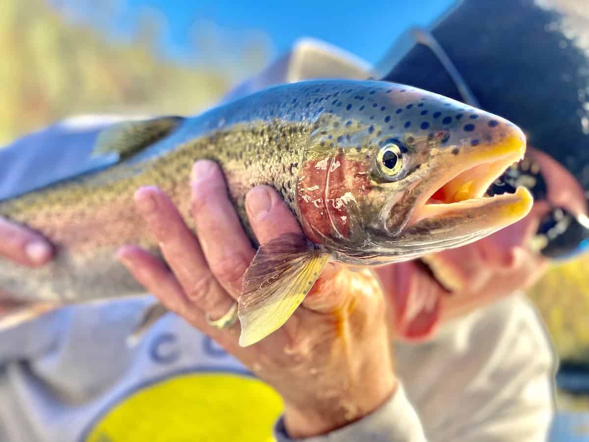 A smiling man holds a large steelhead in front of him while fishing on California's Trinity River.