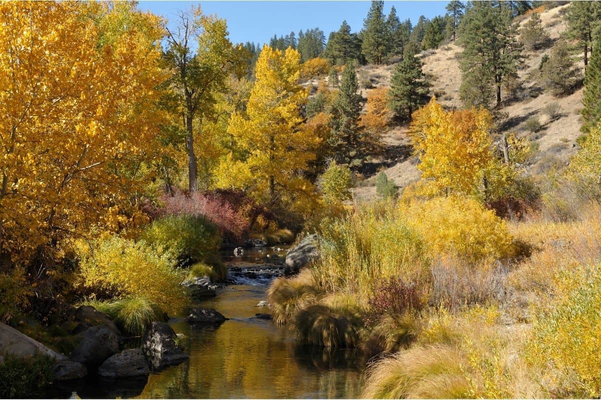 The upper Susan River flows through trees with fall colors in Lassen County.