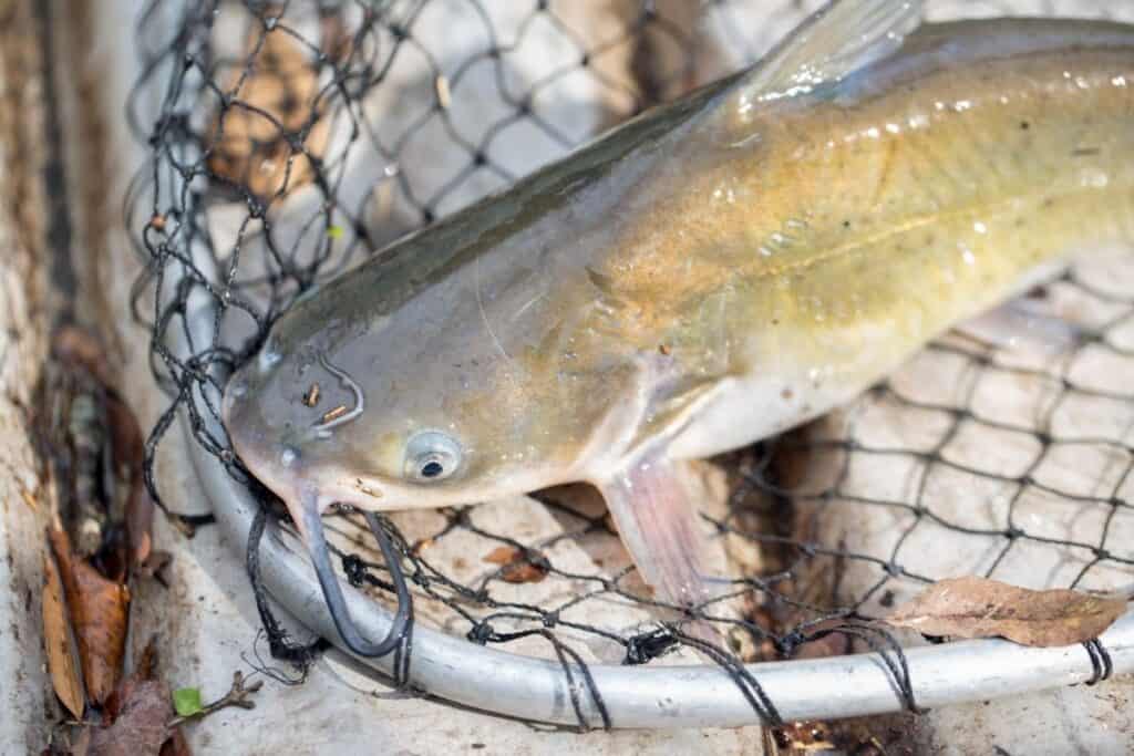A channel catfish in a fishing net.