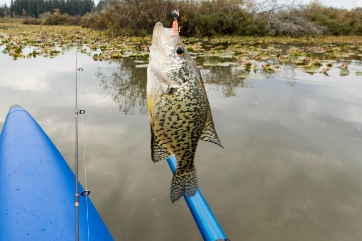 Crappie caught on a small jig held near kayak at pond with lily pads.