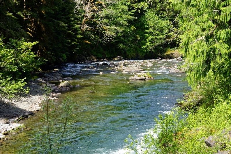 A scenic of the Sol Duc River flowing green through a forest.