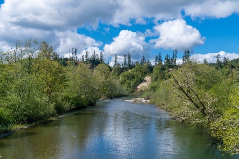 Wynoochee River flows through greening trees in springtime.