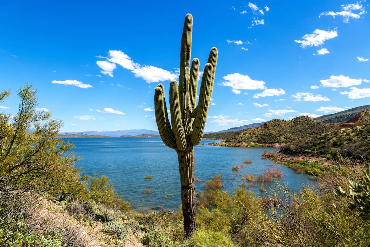 A cactus sticks up in front of a cove in Roosevelt Lake.