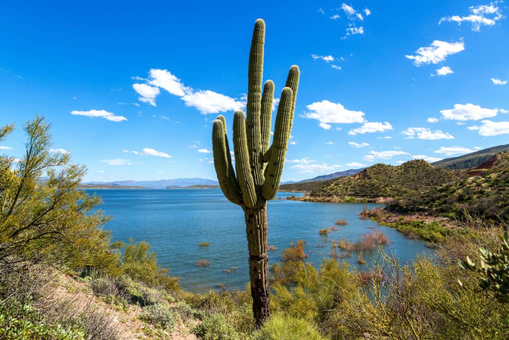 A saguaro cactus in the foreground with a blue cove of Roosevelt Lake behind.