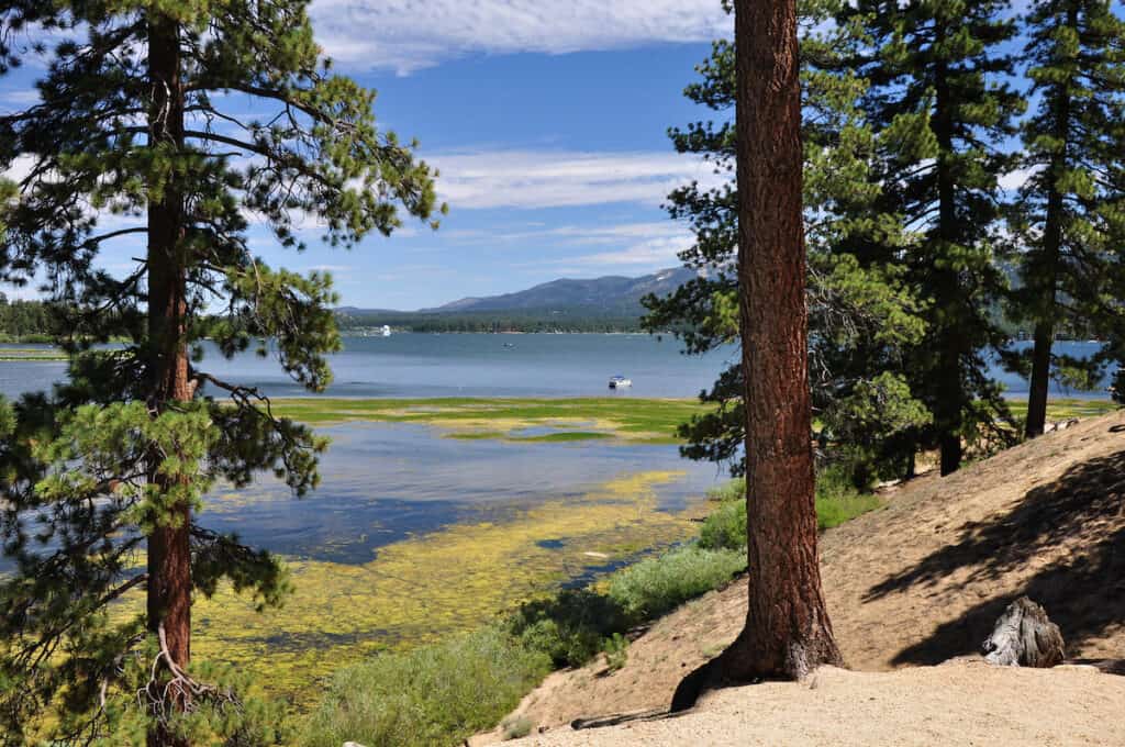 A fishing boat on Big Bear Lake seen between towering shoreline trees.