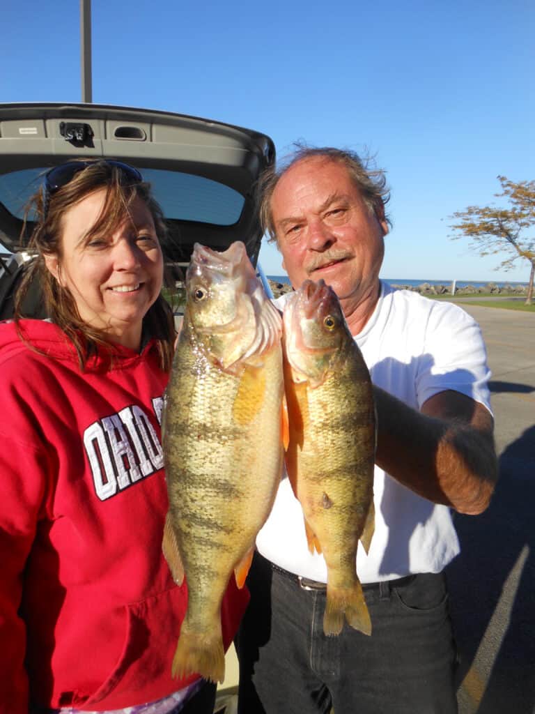 A man and a woman hold two large yellow perch, including an exceptionally large specimen.