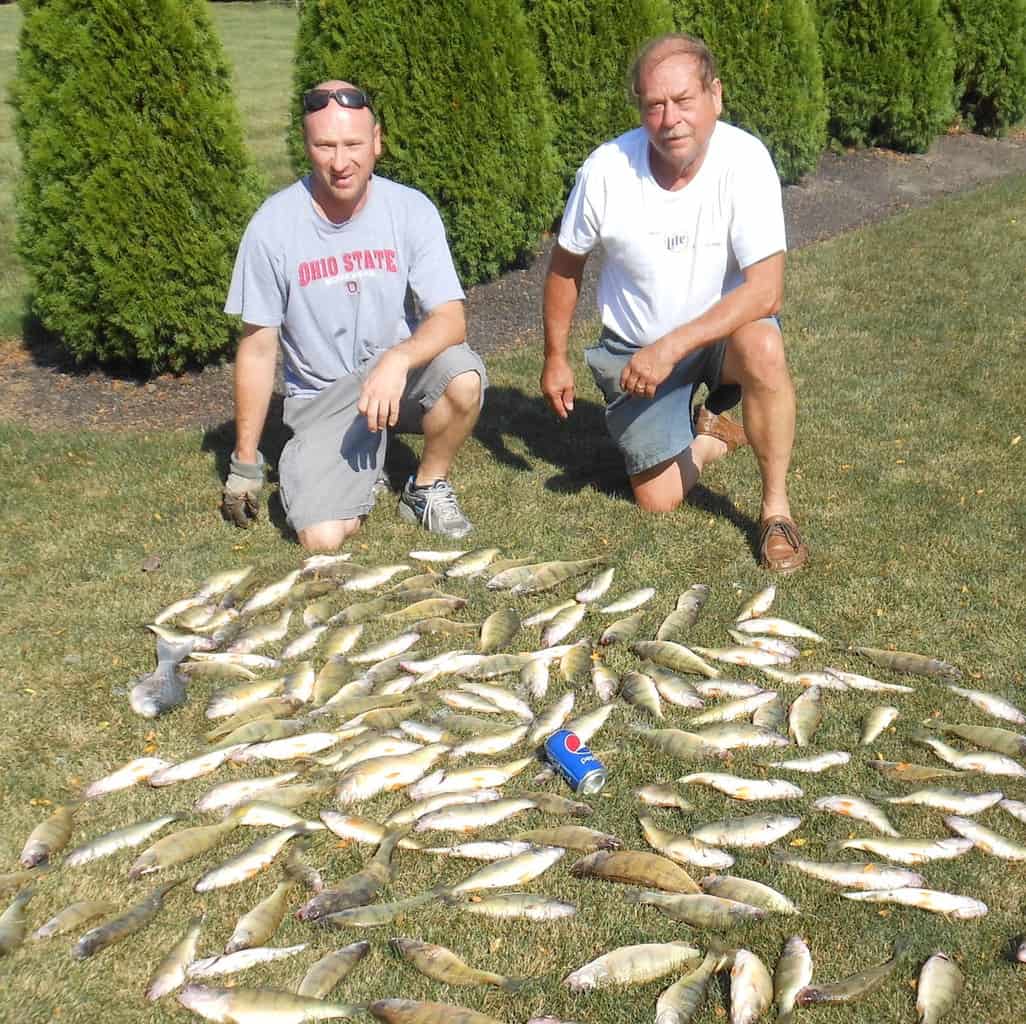 Two fisherman kneel on grass behind many yellow perch they caught.